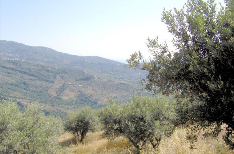 Casale Il Gheppio Konuk evi Laureana Cilento Dış mekan fotoğraf